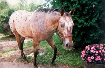 august 1999, after 3 months of pasture board