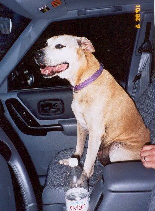 ares checks out the jeep's interior